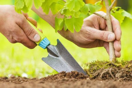 کاشت ۴۰۵۵ اصله درخت و نهال در مناطق پنج گانه شهر رشت آغاز شد