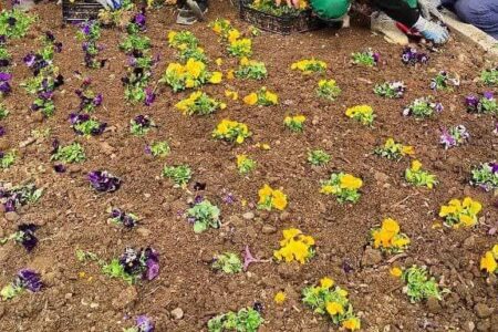 گلکاری های متنوع در سطح شهر کلاچای در آستانه سال نو