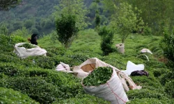 چای به رنگ ورشستگی