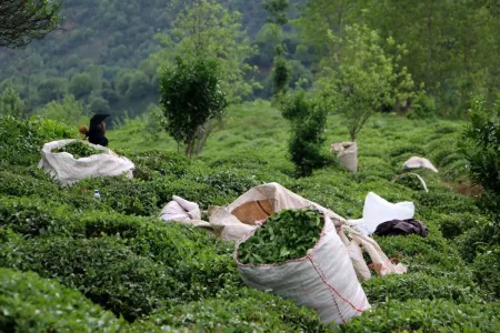 چای به رنگ ورشستگی