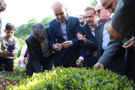 آغاز پر امید فصل چای در گیلان با حضور استاندار