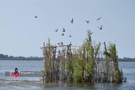 بیشتر تالاب‌های گیلان در شرایط نگران‌کننده تا بحرانی هستند | تالاب استیل متاثر از فعالیت‌های گردشگری غیرمسئولانه است