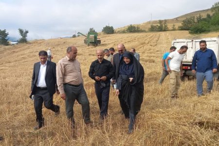 دیلمان ۳۰ درصد گندم تولیدی استان گیلان را تامین میکند